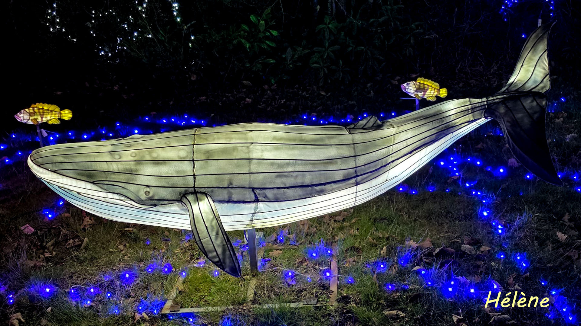 THOIRY -Illumination ,  Lumières sauvages 2025-2026